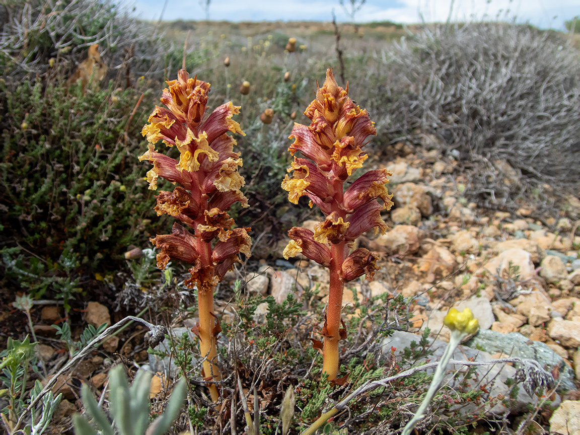 Изображение особи Orobanche alba.