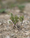 Thymus pulchellus. Отплодоносившее растение. Краснодарский край, Мостовской р-н, окр. пгт Псебай, хр. Герпегем, обнажение гипса на склоне горы. 19.08.2021.