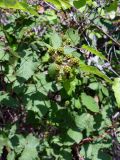 Rubus tauricus