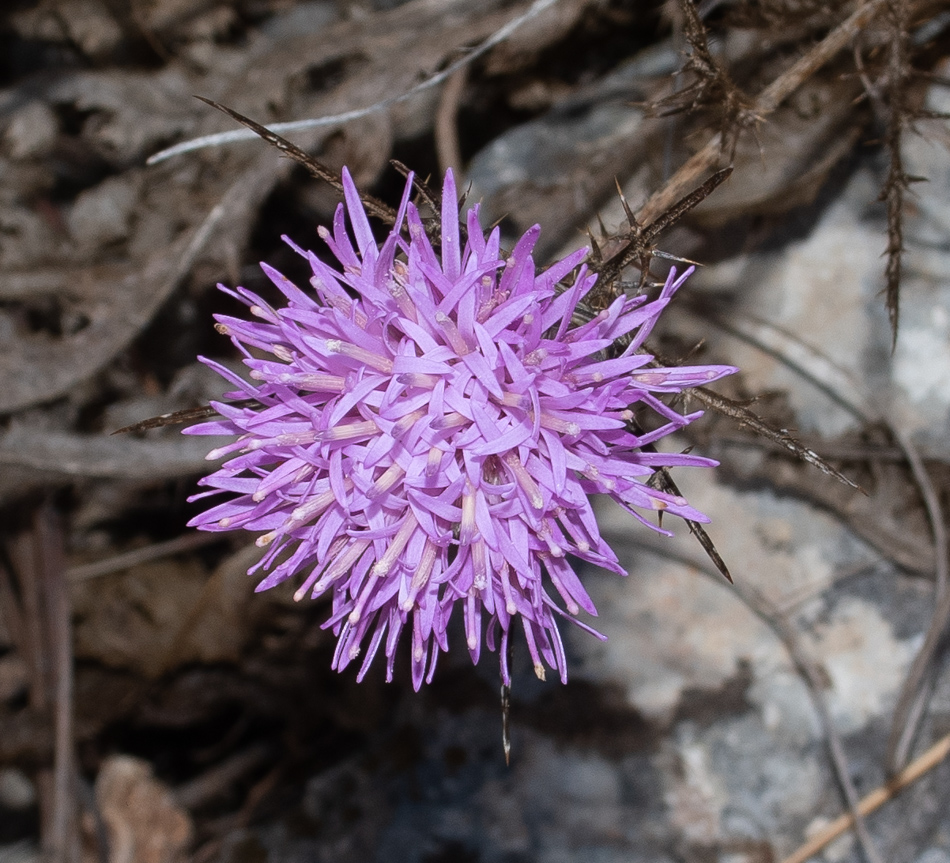 Image of Carlina comosa specimen.