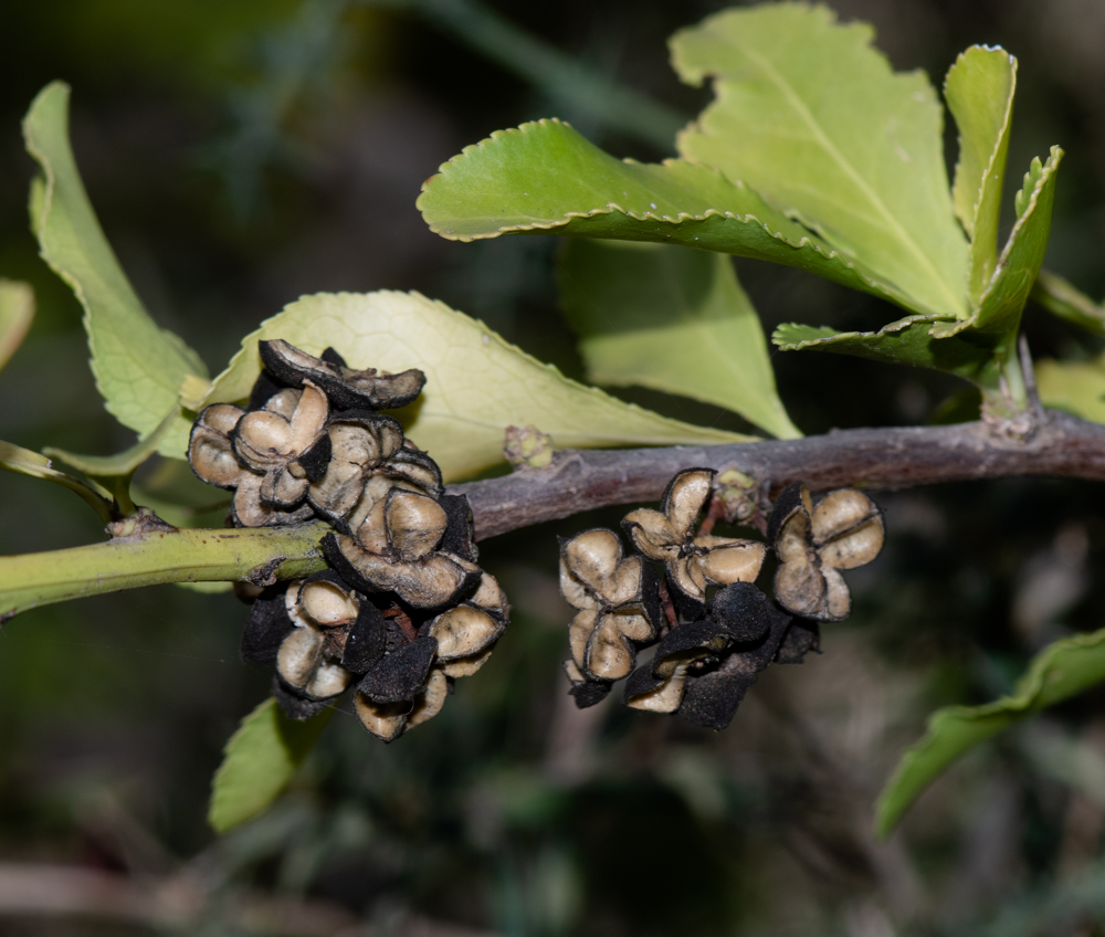 Image of Gymnosporia buxifolia specimen.