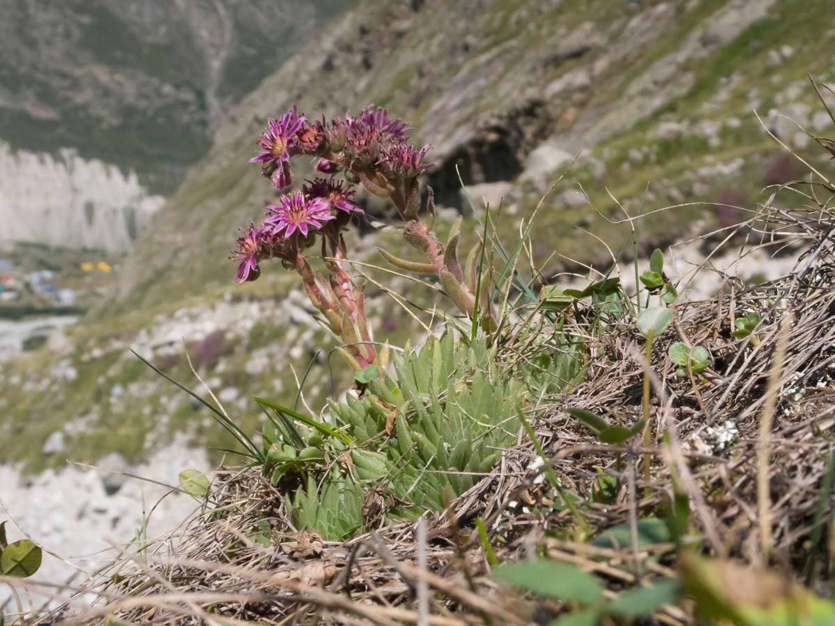 Image of Sempervivum pumilum specimen.