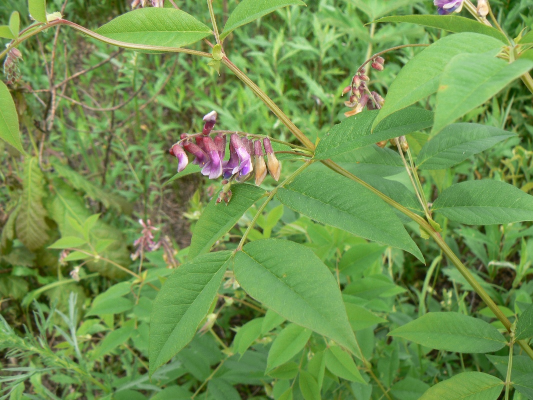 Image of Vicia ramuliflora specimen.