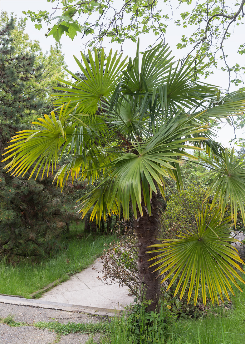 Image of genus Trachycarpus specimen.