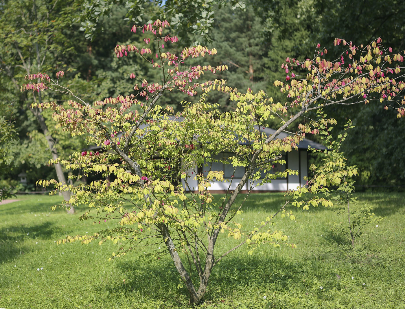 Изображение особи Euonymus alatus.