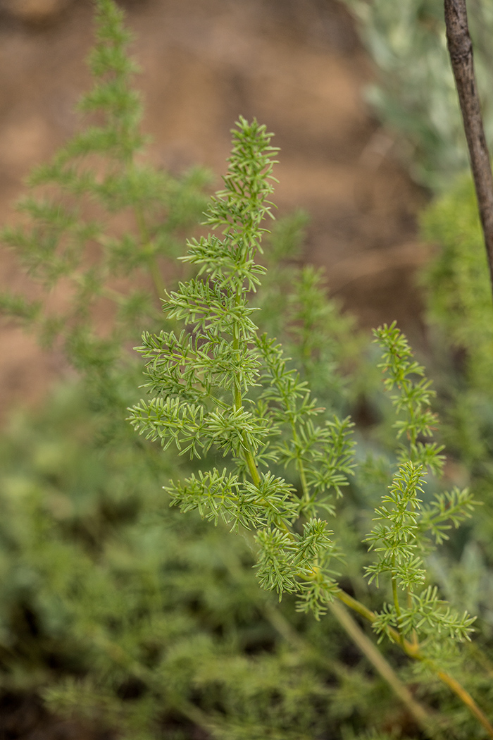 Image of Ferulago galbanifera specimen.