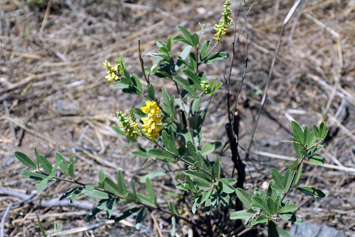 Image of familia Fabaceae specimen.