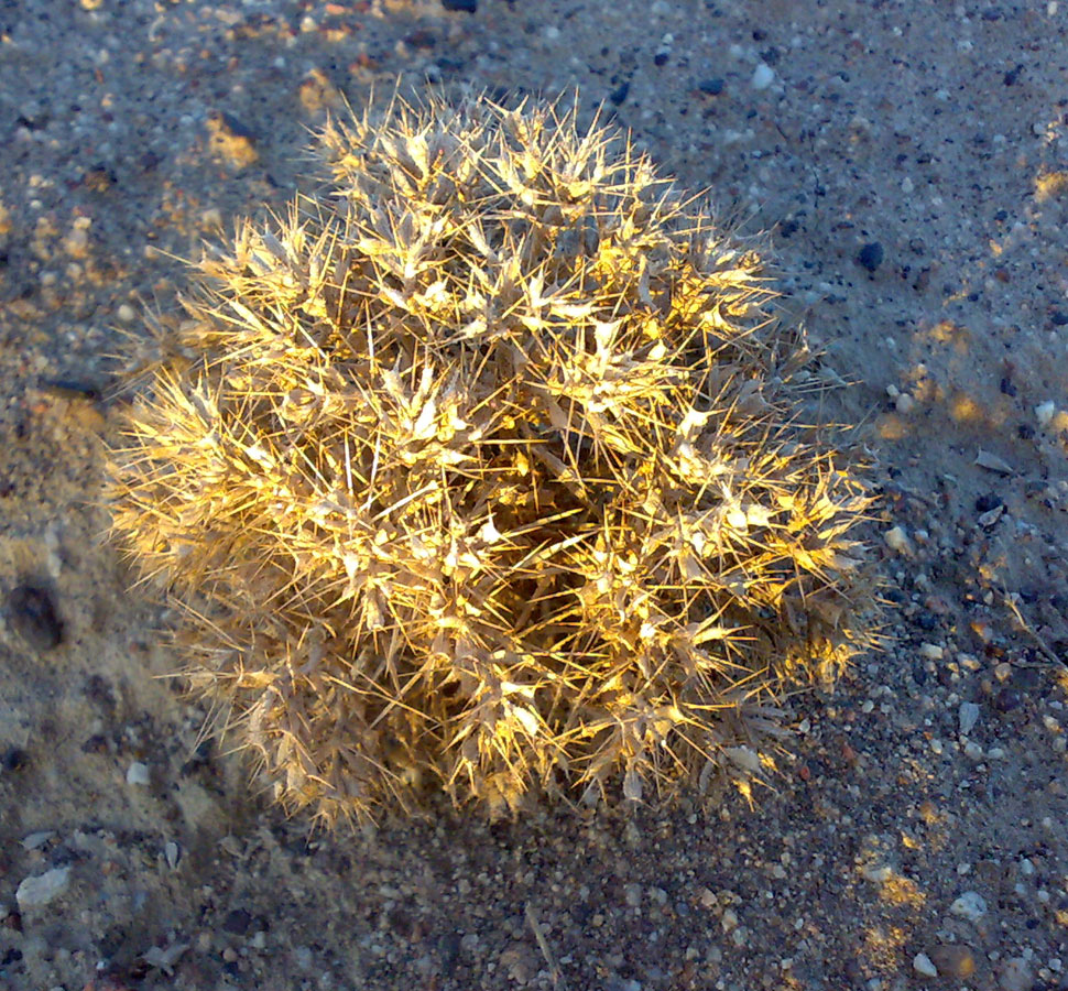 Image of Ceratocarpus utriculosus specimen.