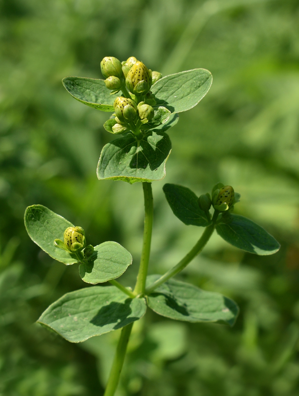 Image of Hypericum maculatum specimen.