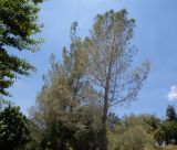 Pinus torreyana. Взрослое растение с шишками. Израиль, Иудейские горы, г. Иерусалим, ботанический сад университета. 11.07.2022.