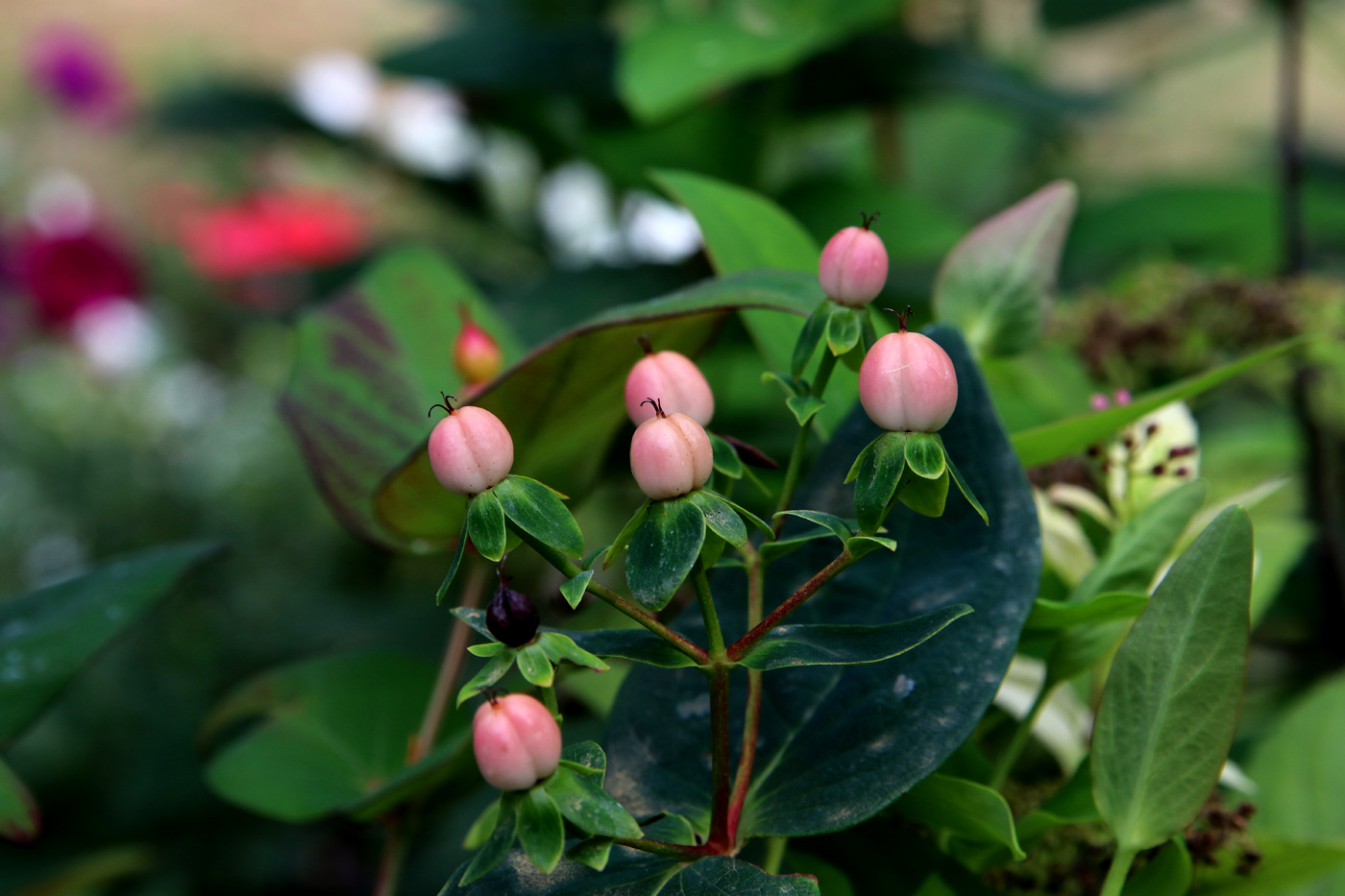 Image of Hypericum androsaemum specimen.