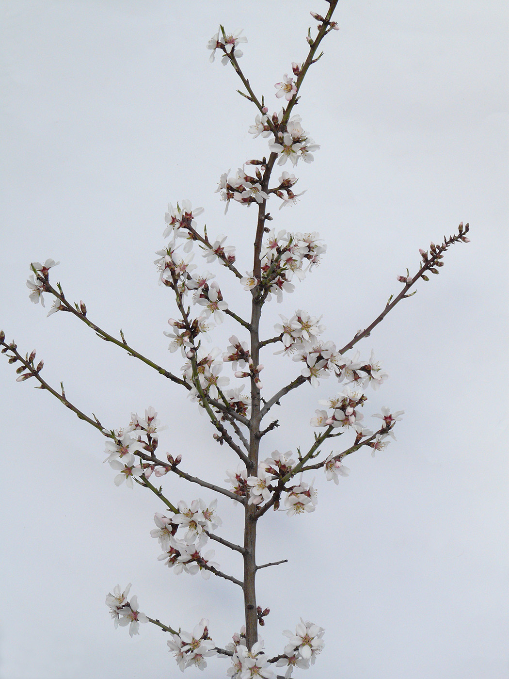 Image of Armeniaca vulgaris specimen.