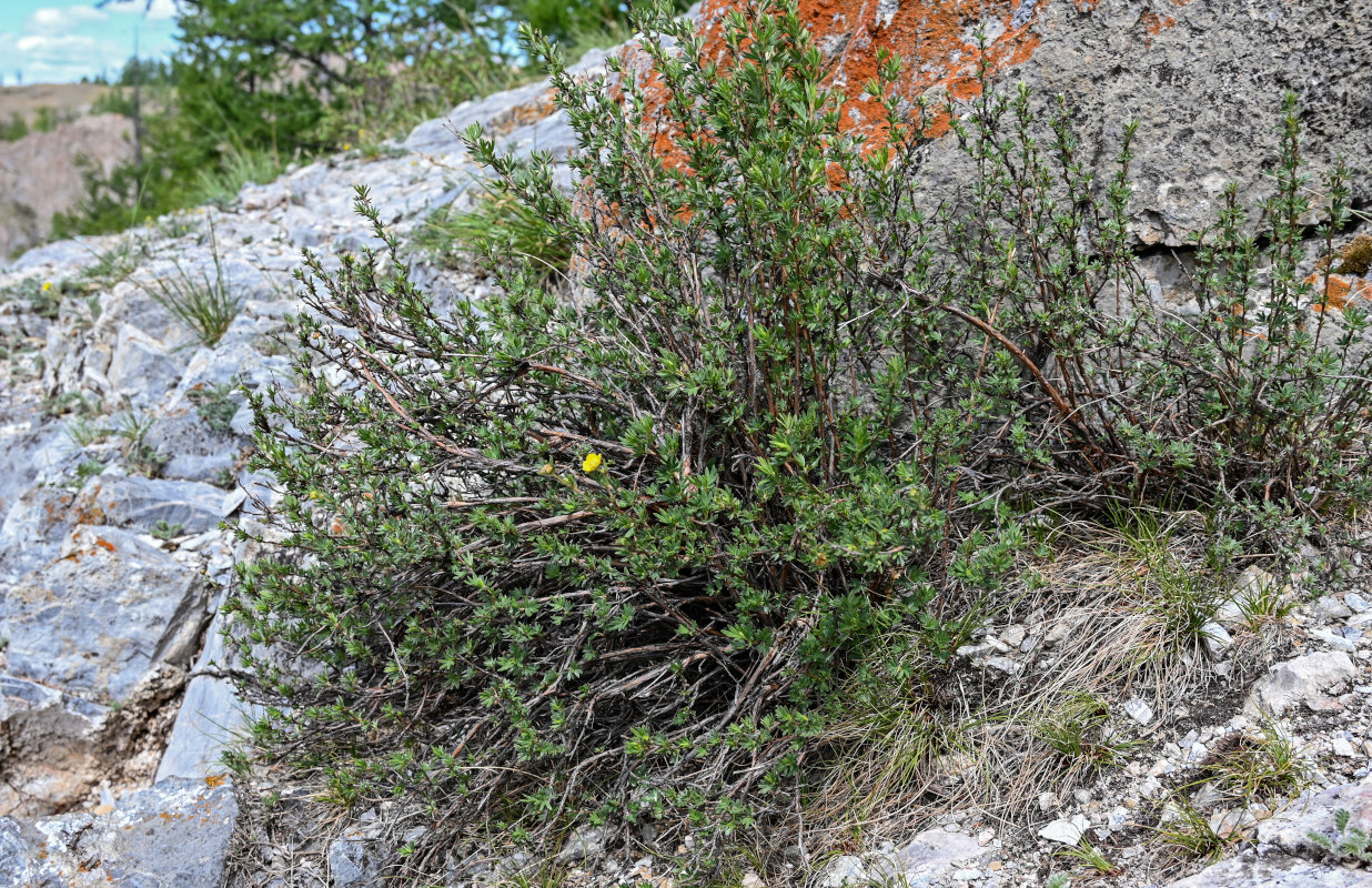 Image of Dasiphora fruticosa specimen.