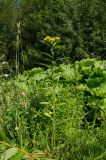 Senecio nemorensis