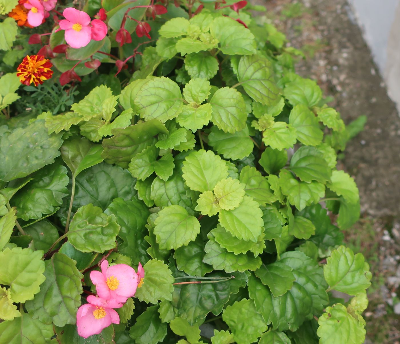 Изображение особи Plectranthus verticillatus.