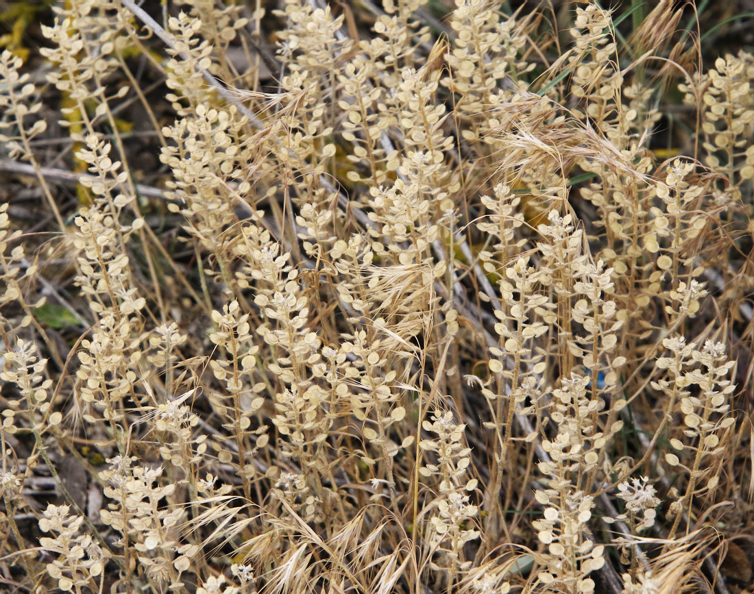 Image of Alyssum trichostachyum specimen.