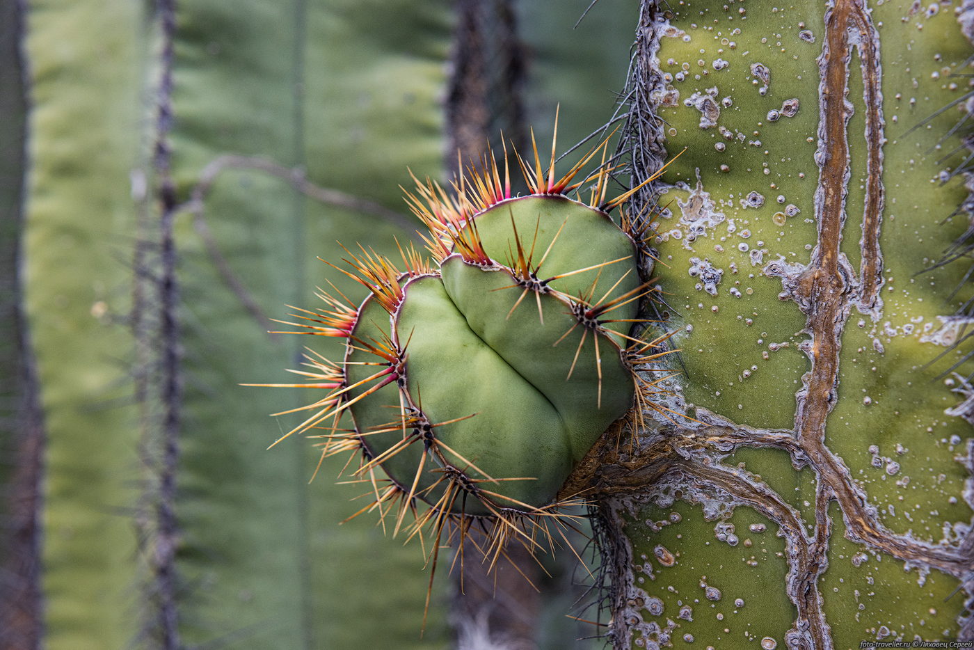 Изображение особи семейство Cactaceae.