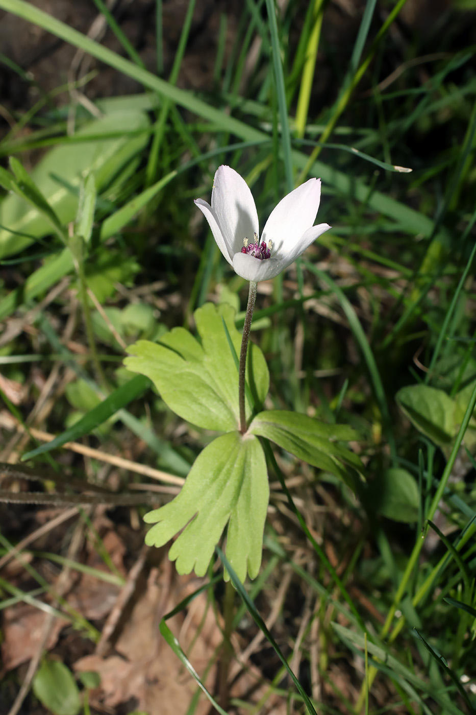 Изображение особи Anemone tschernaewii.