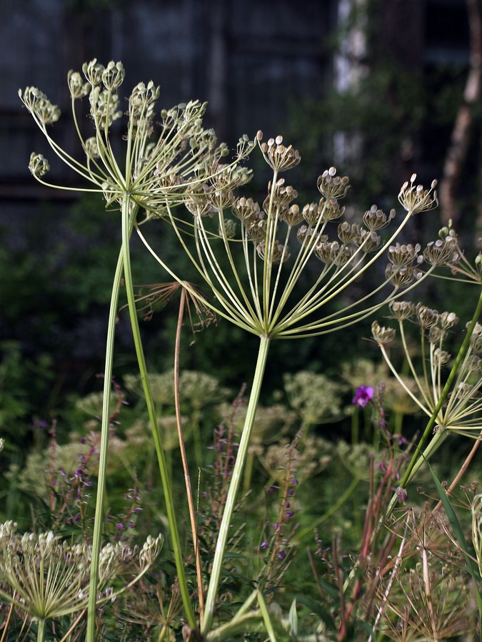 Image of genus Heracleum specimen.