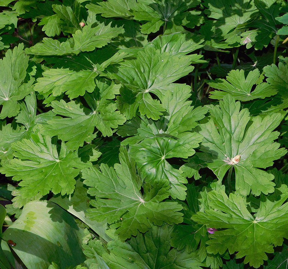 Image of Geranium macrorrhizum specimen.