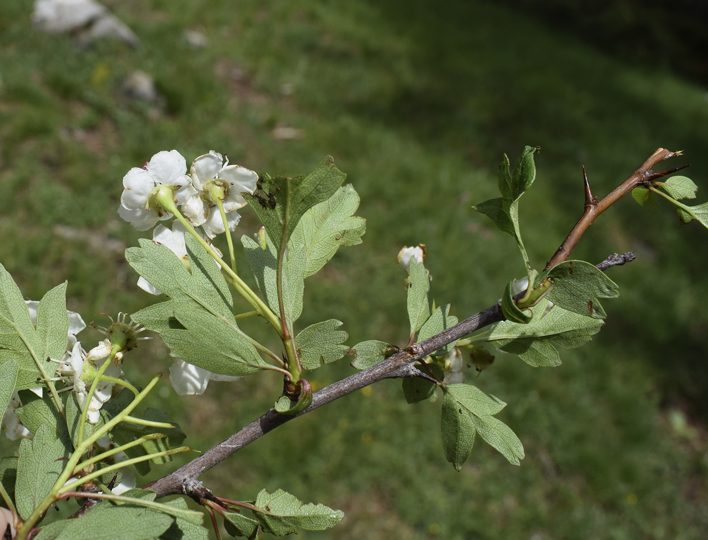 Image of Crataegus monogyna specimen.