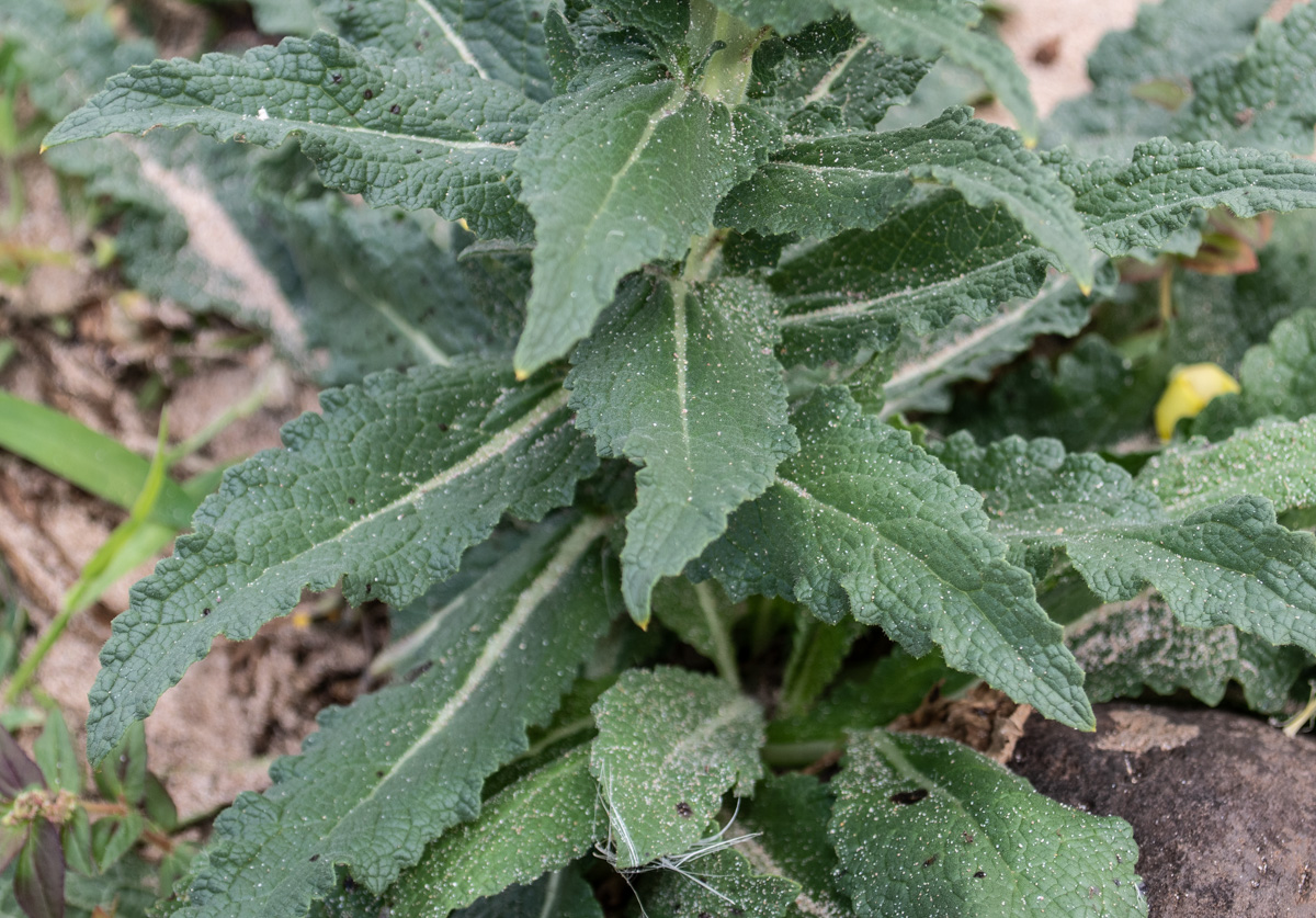 Изображение особи Verbascum virgatum.