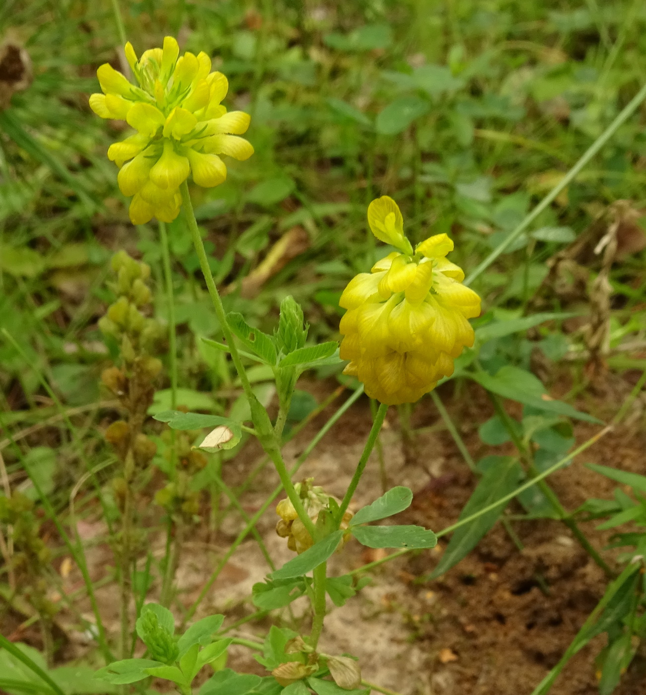 Image of Trifolium aureum specimen.