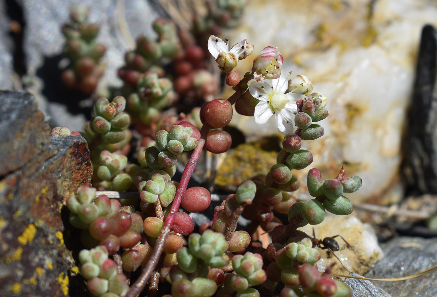 Image of Sedum brevifolium specimen.