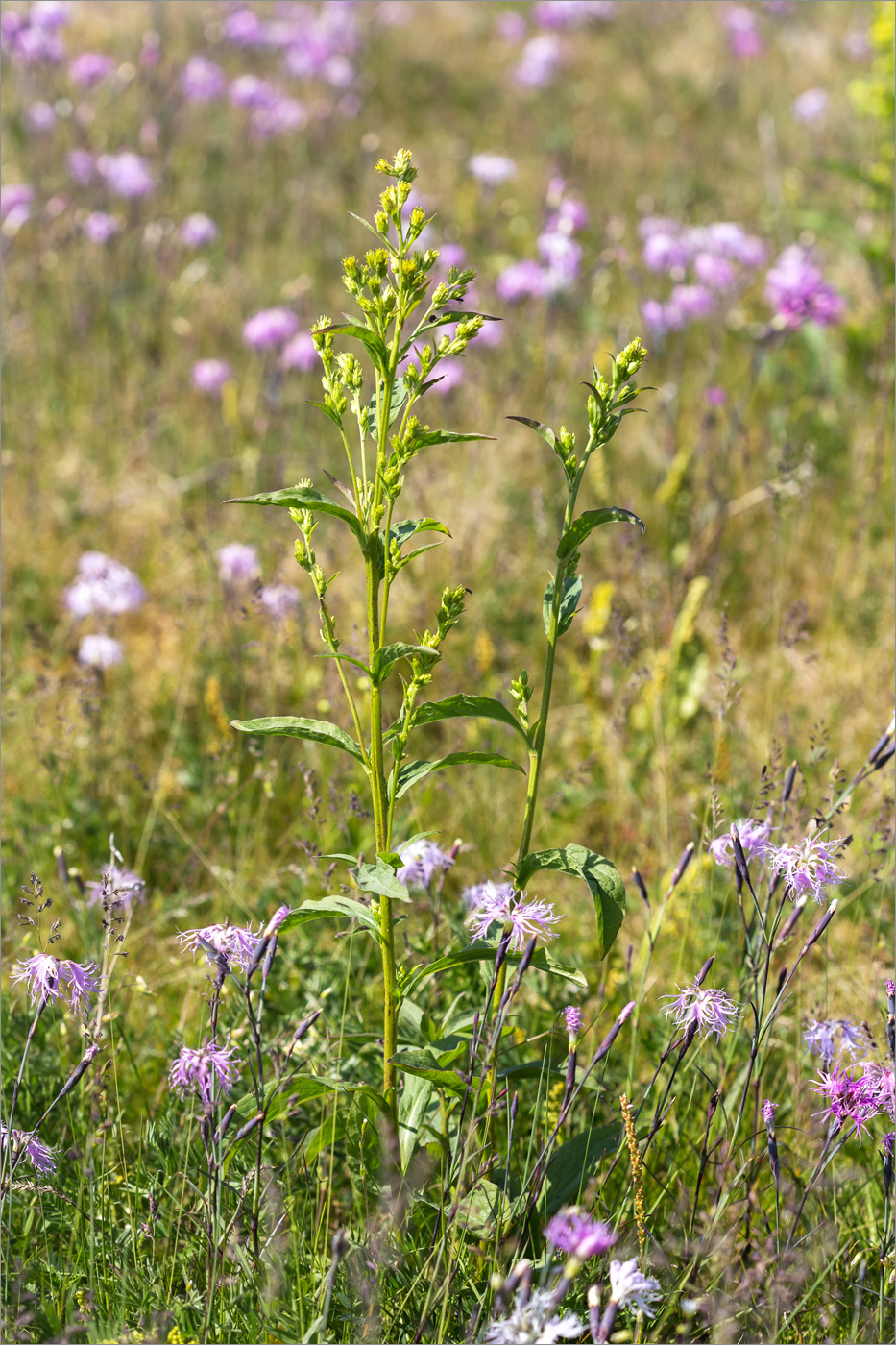 Image of Solidago virgaurea ssp. lapponica specimen.