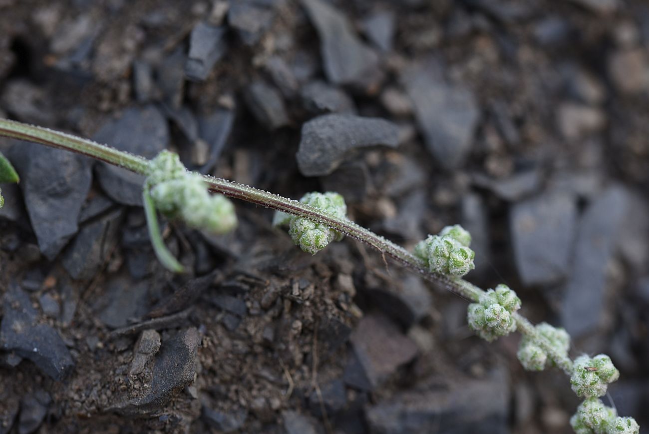 Image of Chenopodium sosnowskyi specimen.