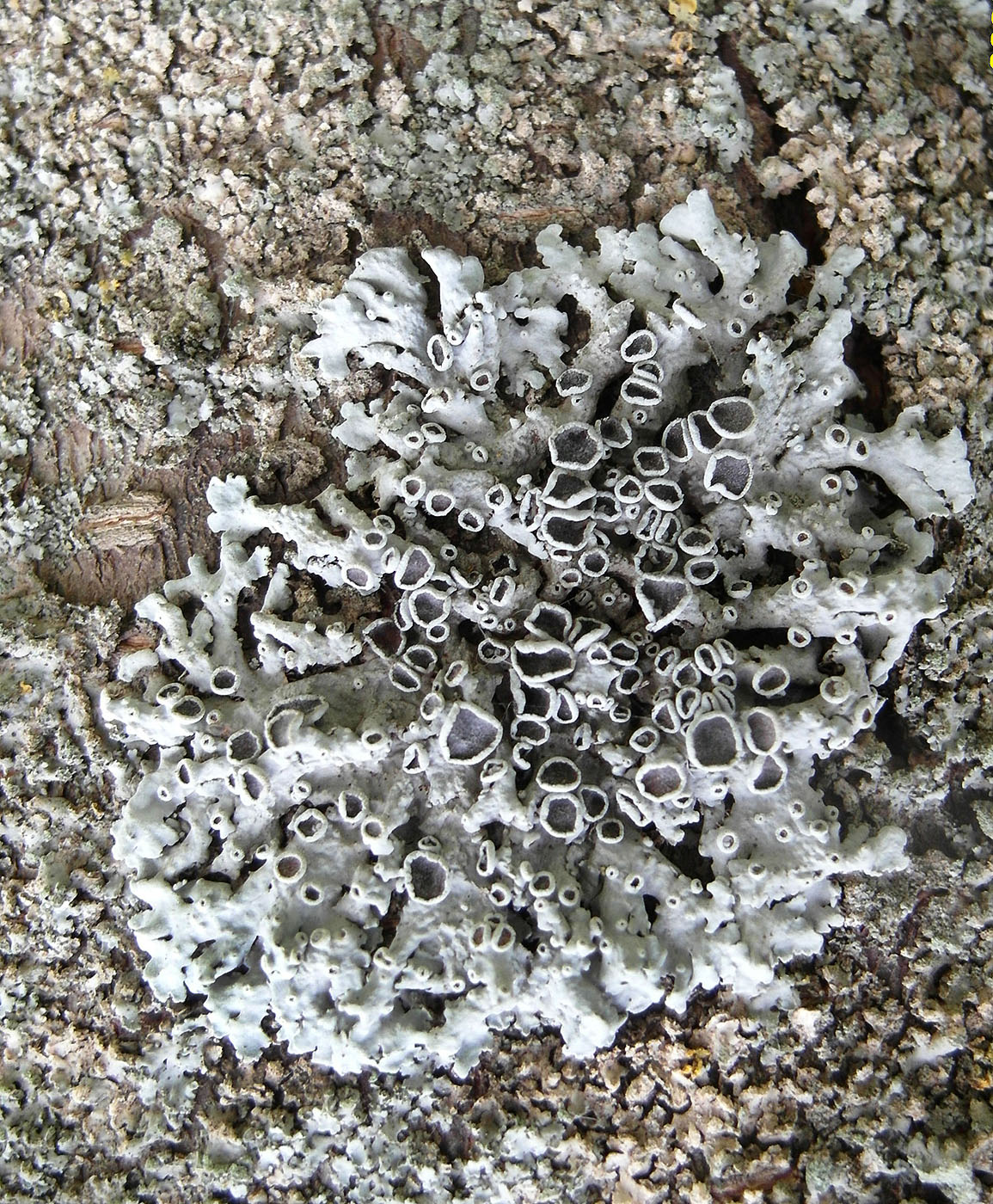 Image of Physcia stellaris specimen.