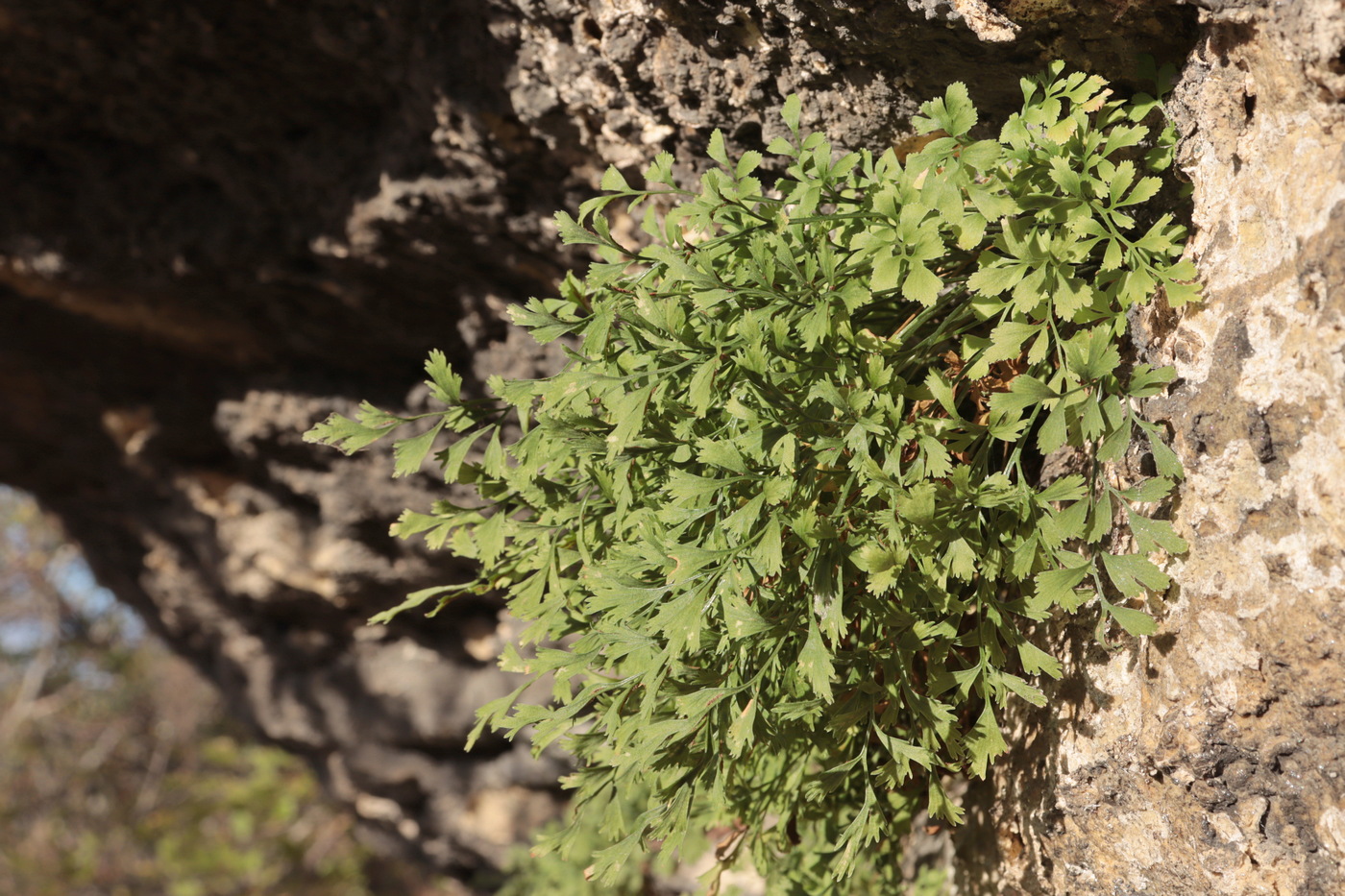 Image of Asplenium ruta-muraria specimen.