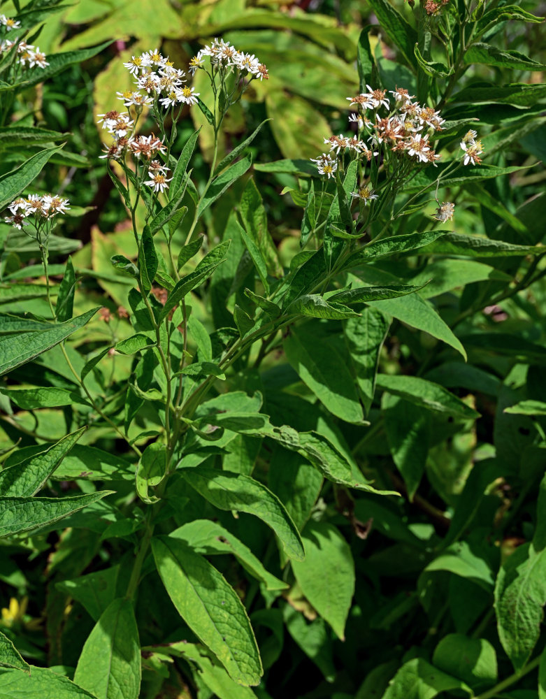 Image of Aster glehnii specimen.