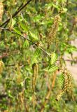 Betula platyphylla. Веточка с мужскими и женскими серёжками и молодыми листьями. Бурятия, Иволгинский р-н, 427-й км трассы Р-258 \"Байкал\", у кафе, самосев(?). 22.05.2023.