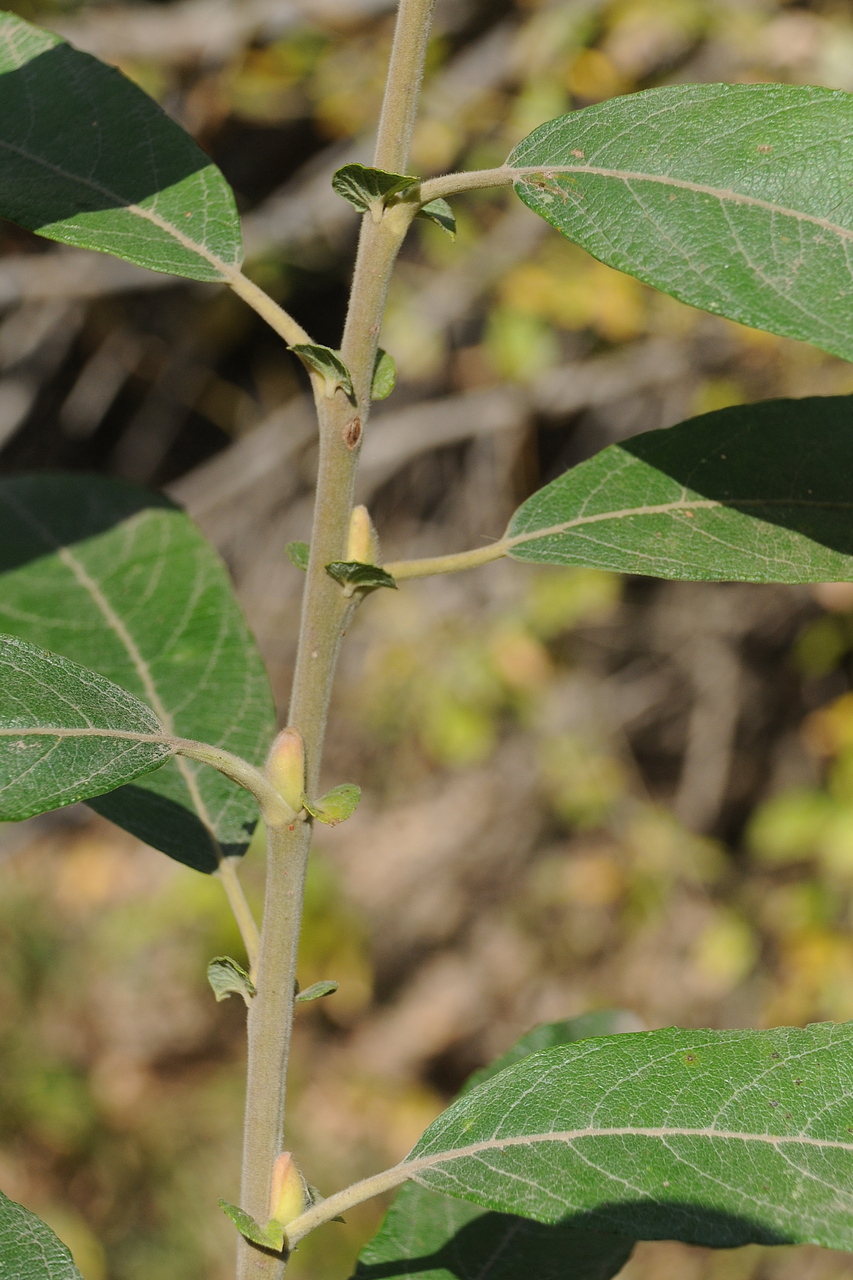 Изображение особи Salix iliensis.