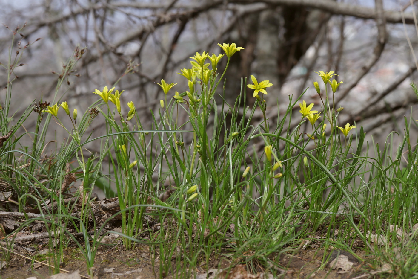 Image of Gagea chrysantha specimen.