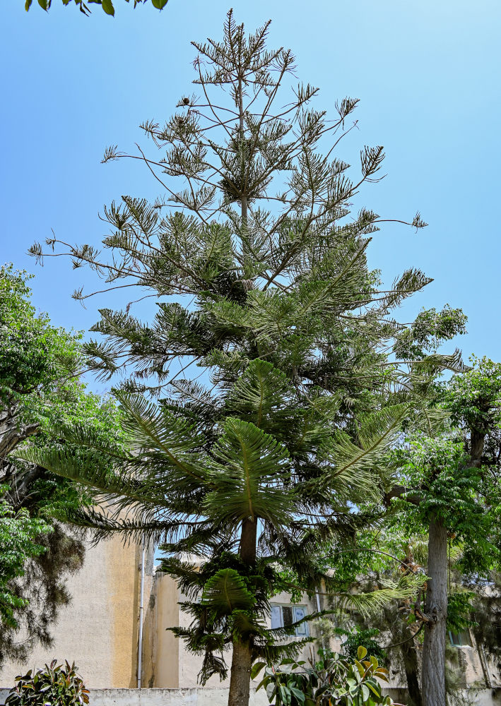 Image of Araucaria heterophylla specimen.