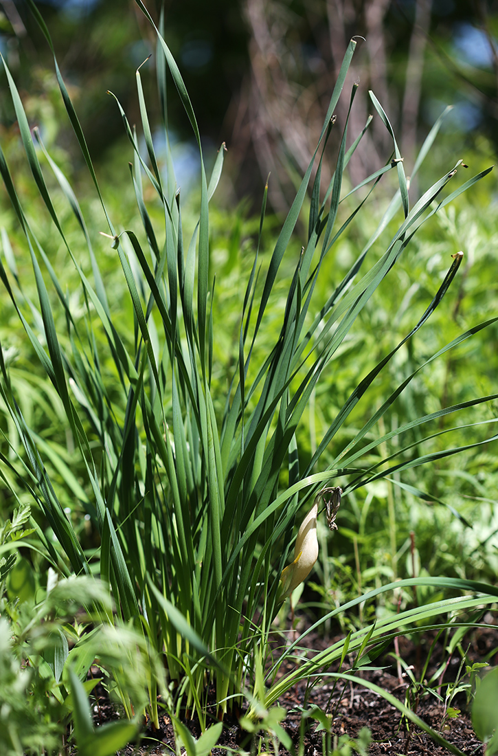 Изображение особи Iris ventricosa.