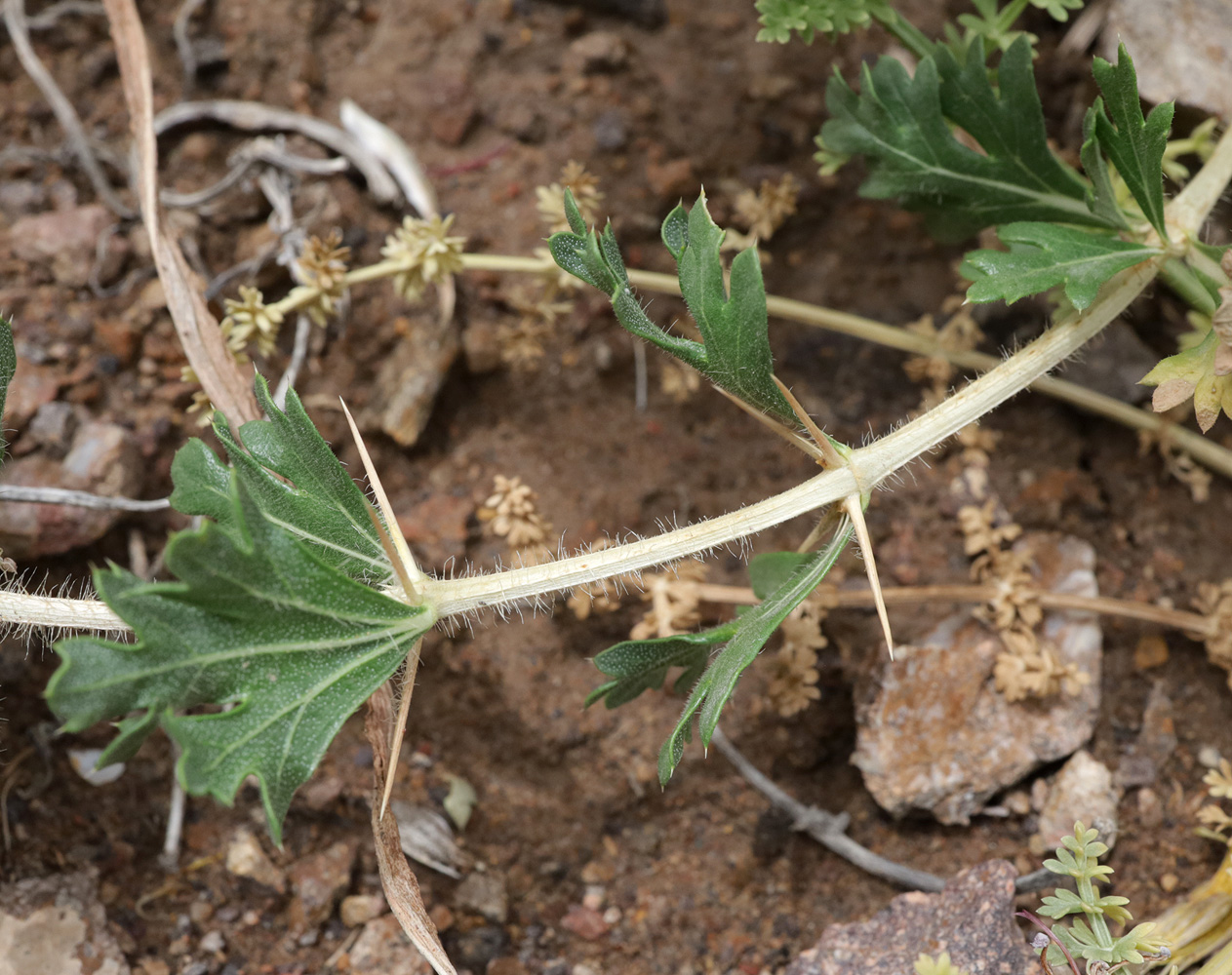 Изображение особи Lagochilus platyacanthus.