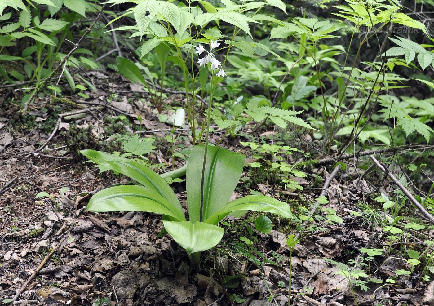 Image of Clintonia udensis specimen.