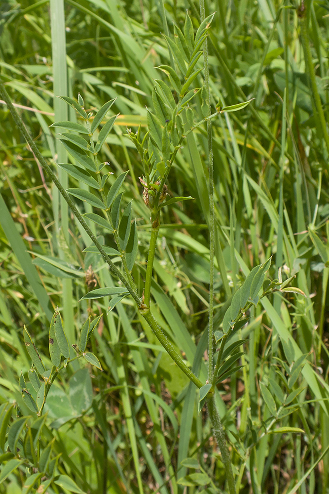 Image of Onobrychis inermis specimen.