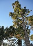 Pinus roxburghii. Часть ствола и крона взрослого дерева. Грузия, Аджария, Батумский ботанический сад, в культуре. 16.06.2023.