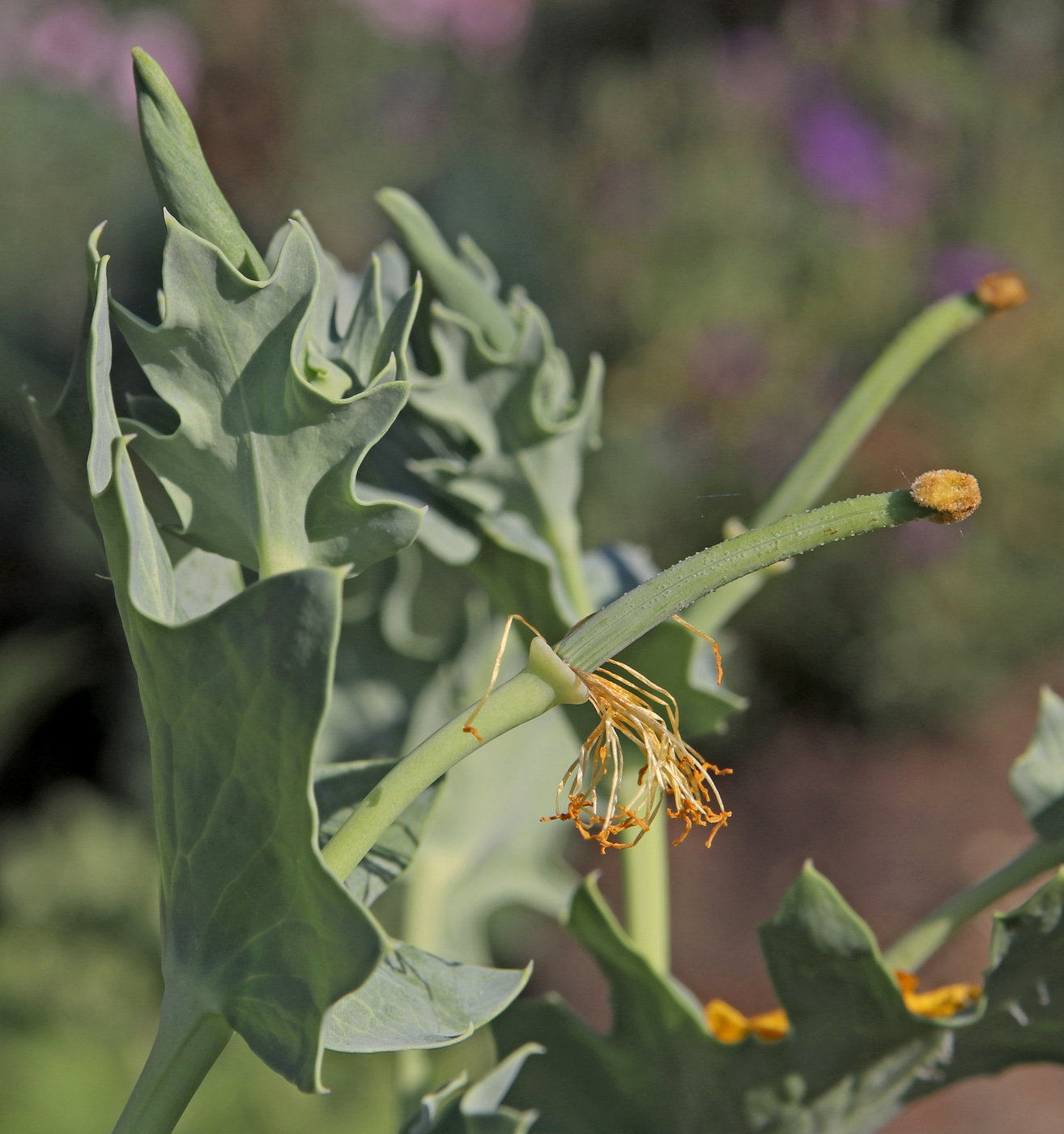 Image of Glaucium flavum specimen.