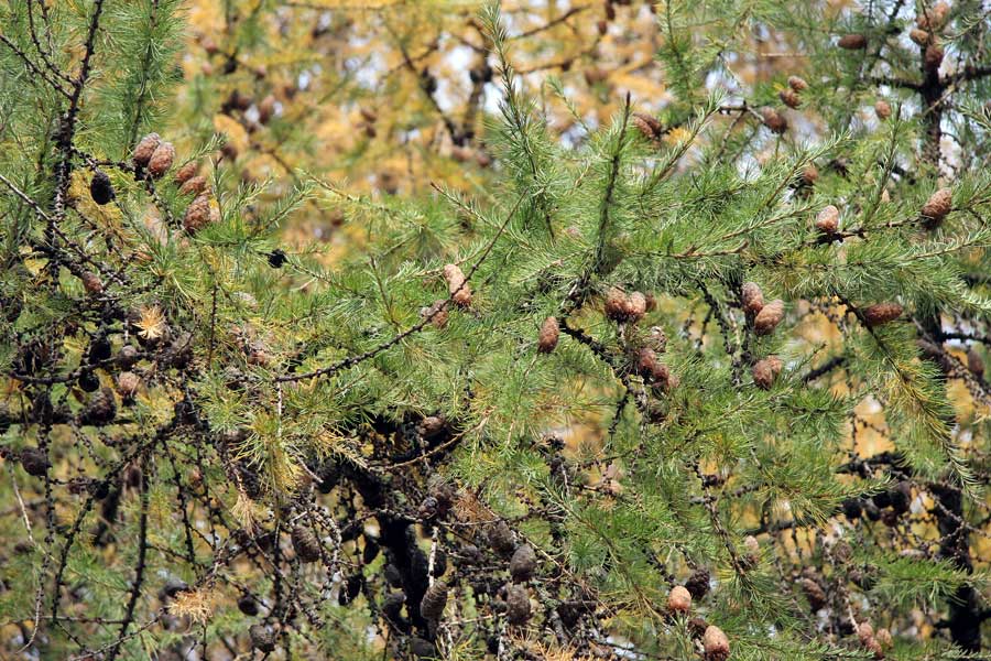 Image of Larix sibirica specimen.