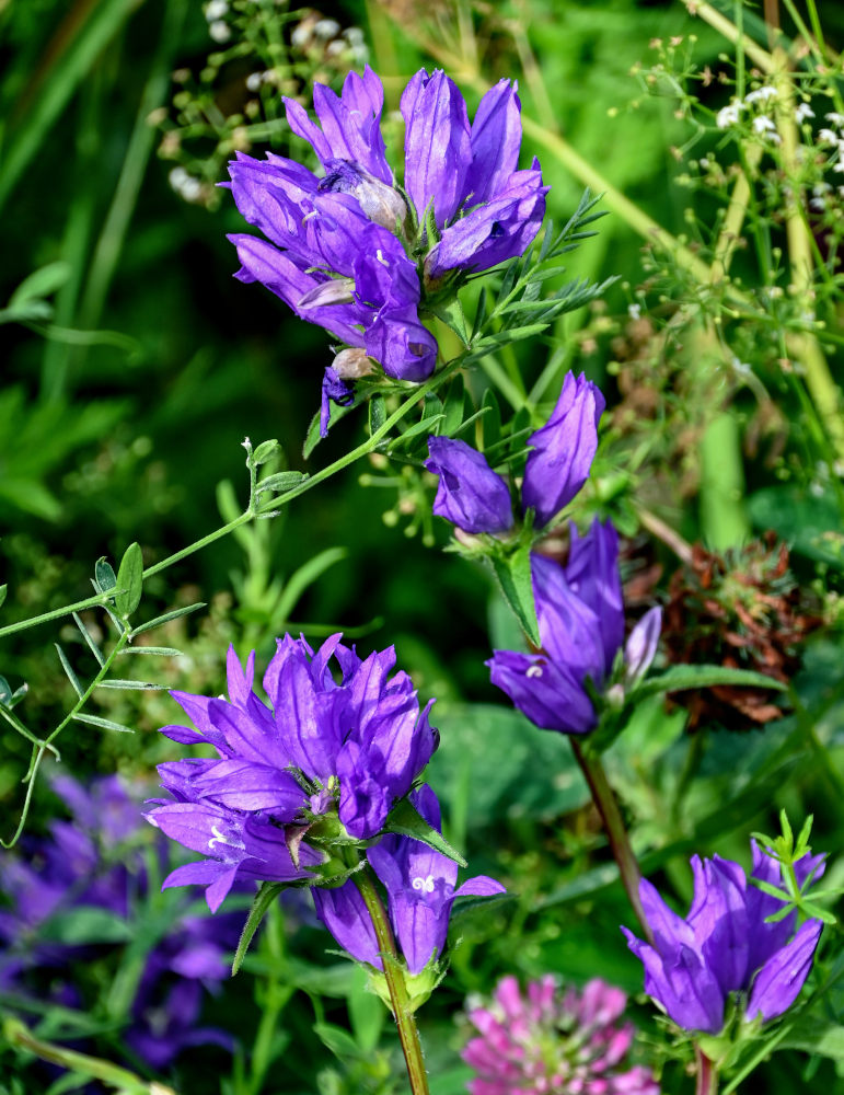 Image of Campanula glomerata specimen.