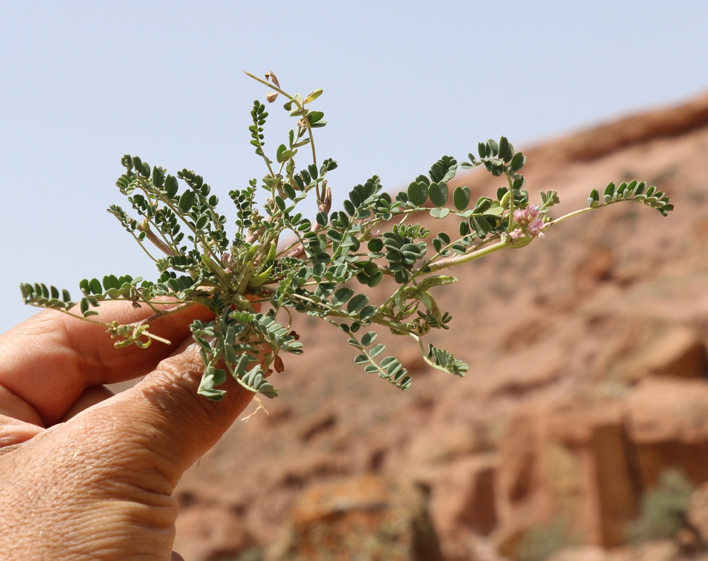 Image of Astragalus psiloglottis specimen.