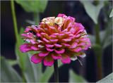 Zinnia elegans