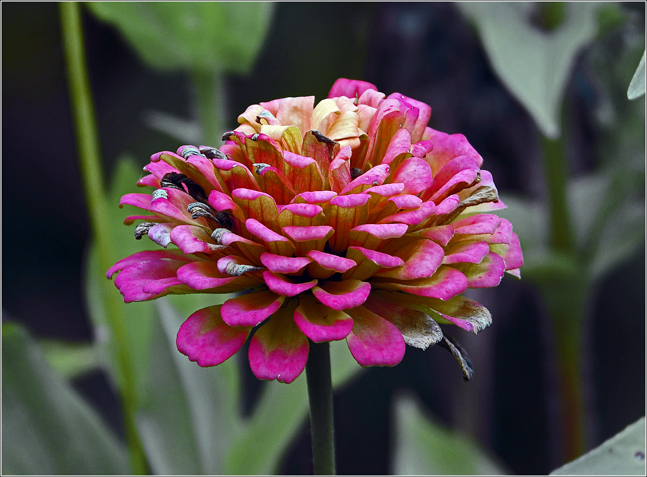 Image of Zinnia elegans specimen.