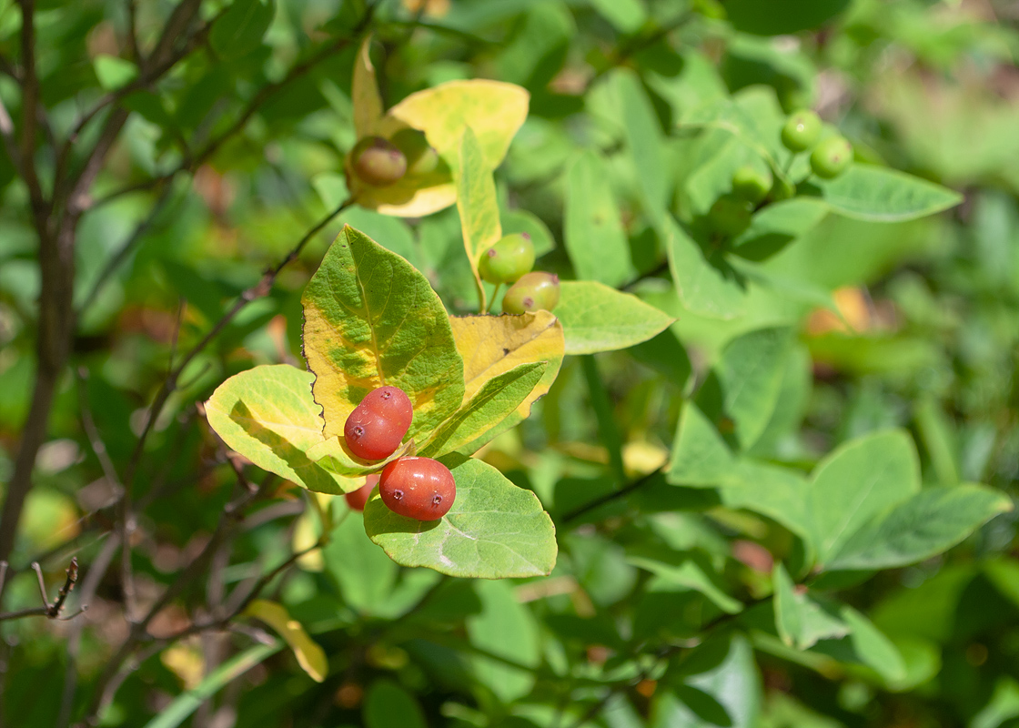 Изображение особи Lonicera chamissoi.