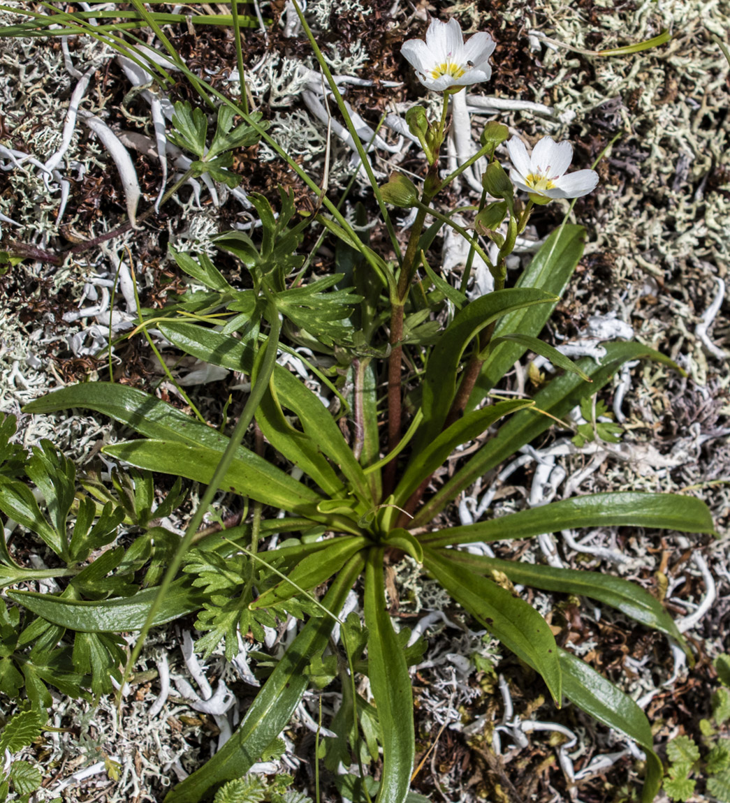 Изображение особи Claytonia soczaviana.